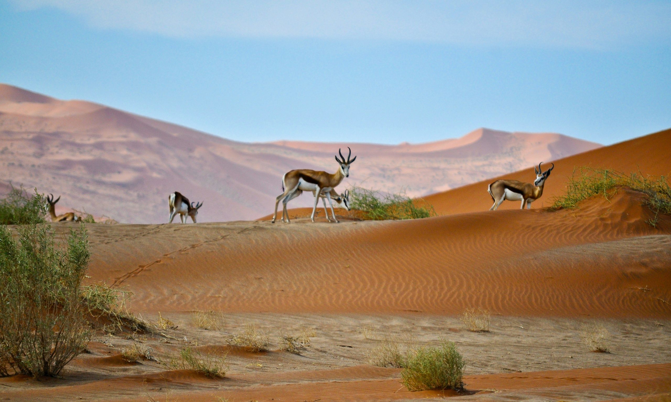 discover the stunning landscapes and diverse wildlife of namibia with our comprehensive travel guide. plan your adventure to the heart of southern africa today.