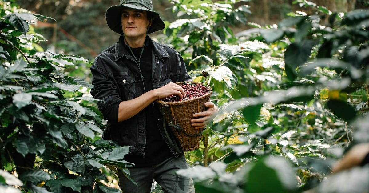 explore the lush coffee plantations and experience the rich history of coffee cultivation in this immersive journey through stunning landscapes and traditional techniques.