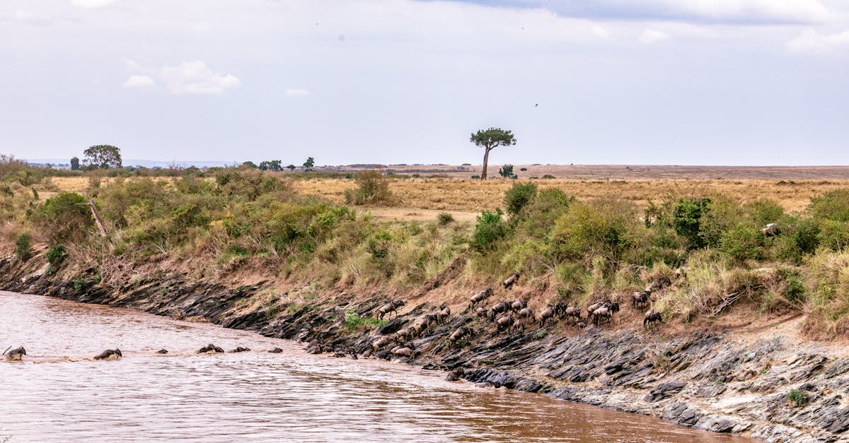 explore the beauty of africa with unforgettable river cruises. discover stunning landscapes, diverse wildlife, and rich cultures on river cruises through africa's waterways.