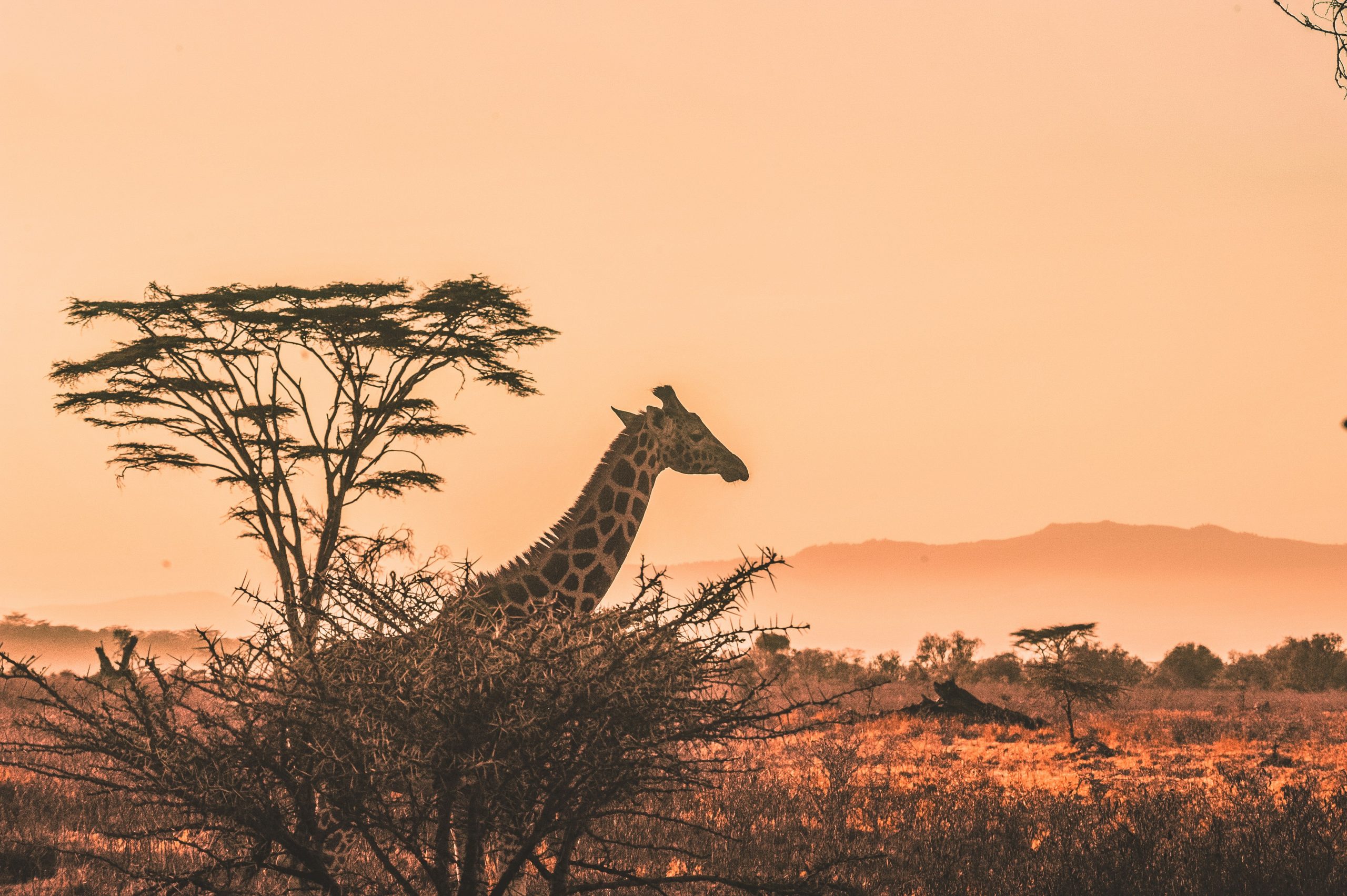 experience the wonders of africa with a thrilling safari adventure. encounter majestic wildlife and breathtaking landscapes on a safari of a lifetime.