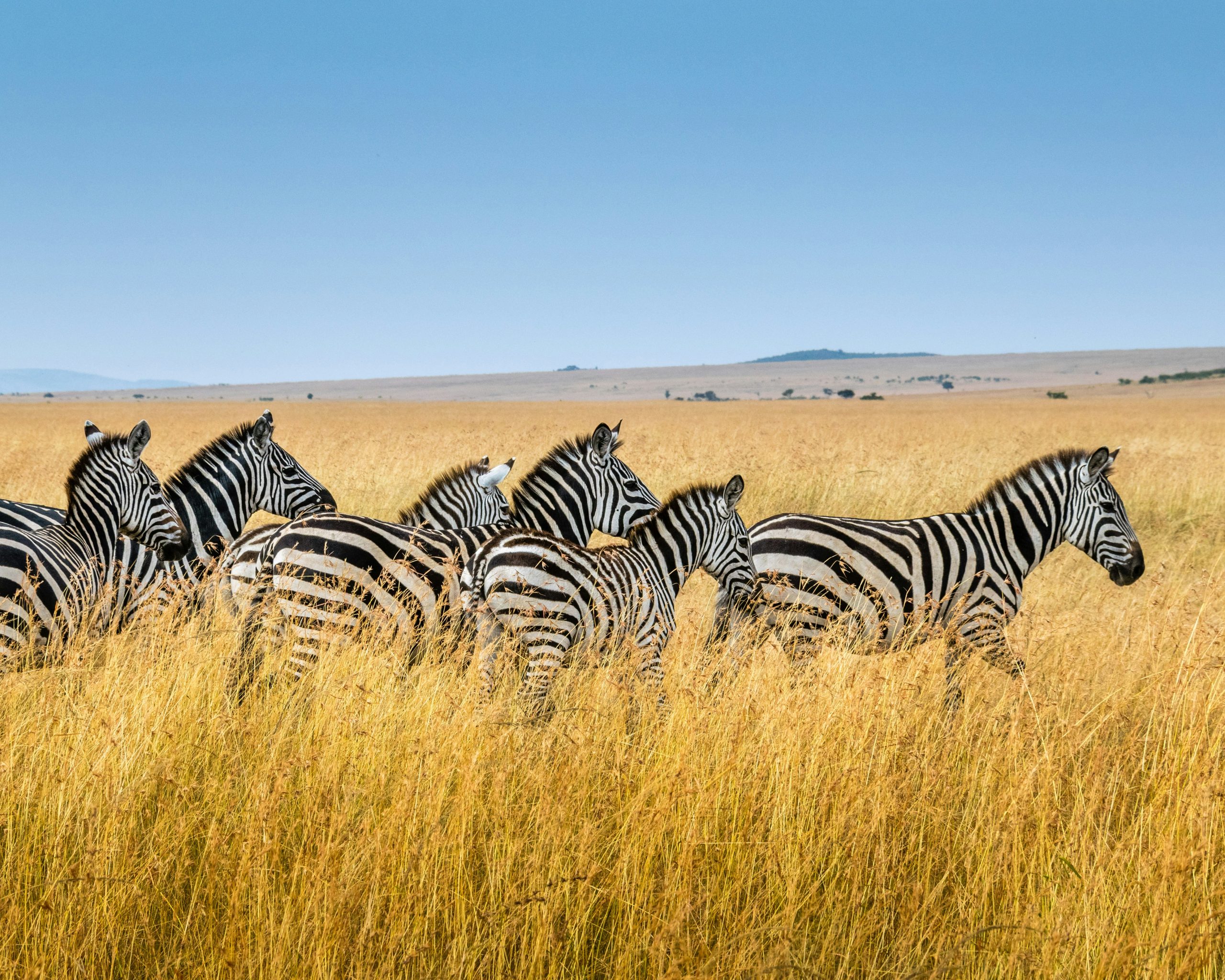 explore the wonders of wildlife on a thrilling safari adventure in the heart of africa. witness majestic animals in their natural habitat and immerse yourself in the beauty of the african savannah.