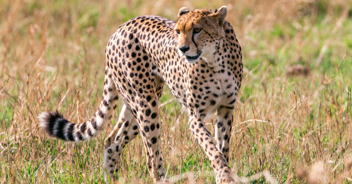 embark on thrilling safari adventures and encounter mesmerizing wildlife in their natural habitat.