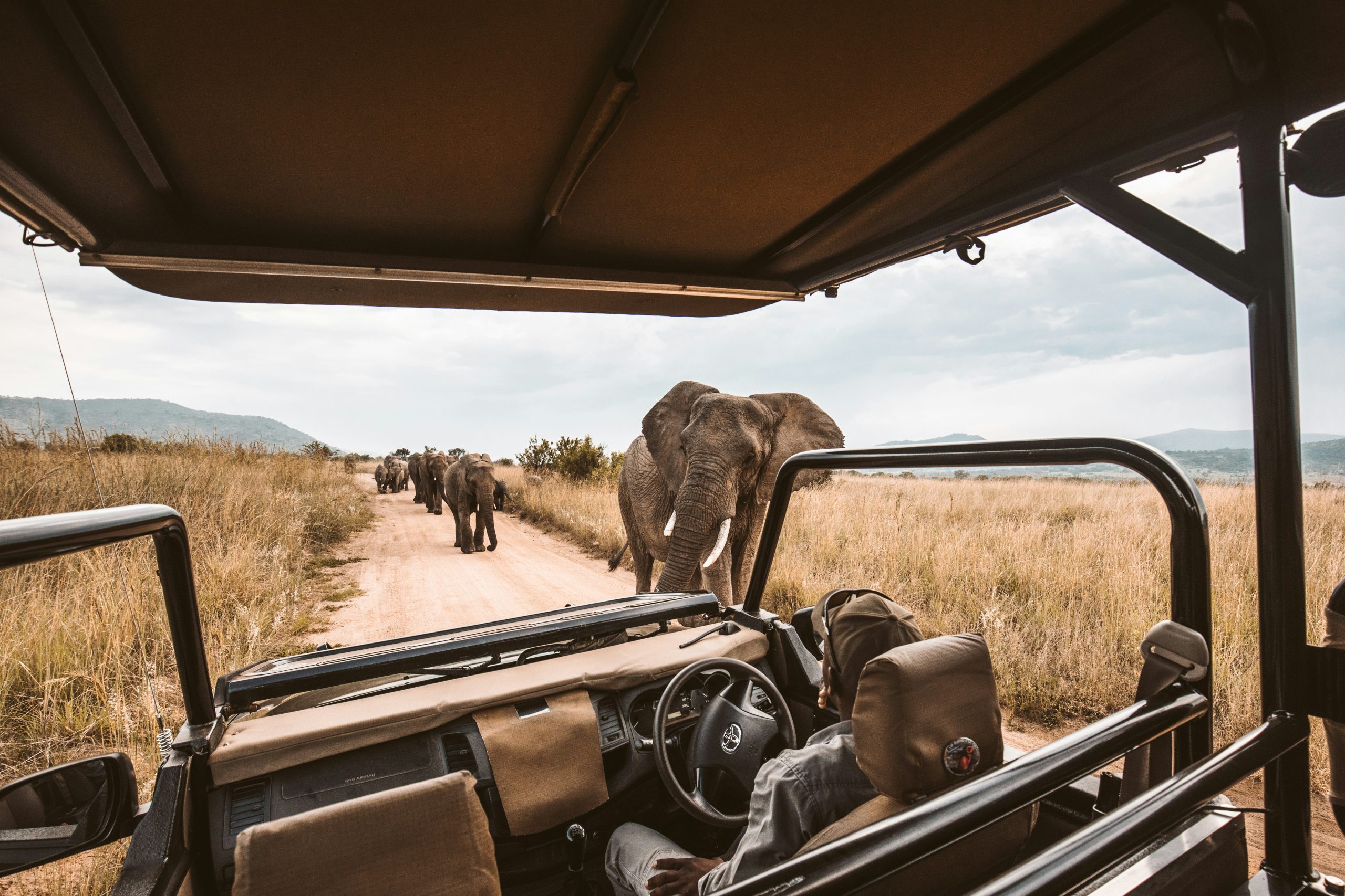 explore the wild beauty of africa with an unforgettable safari adventure. witness majestic wildlife and breathtaking landscapes on a safari experience like no other.