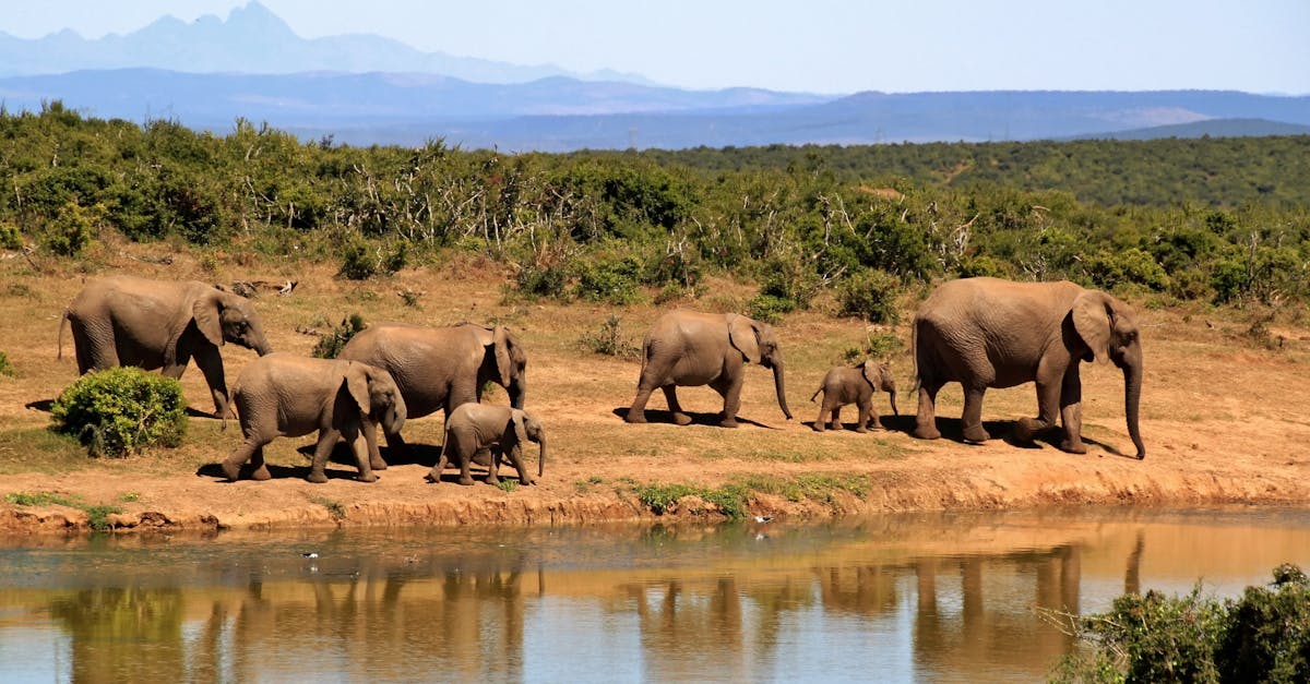 explore unforgettable wildlife experiences in africa with breathtaking safaris, up-close encounters with iconic animals, and immersive nature adventures.